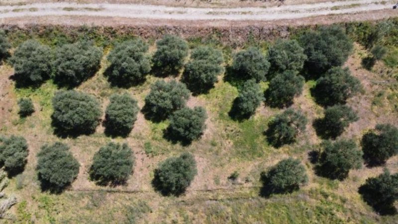 Kolymvari Kreta, Kolymvari: Grundstück nahe eines Sandstrandes zu verkaufen Grundstück kaufen